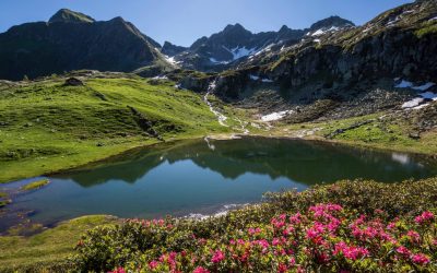 Valtellina: La fioritura dei rododendri ai Laghi di Porcile